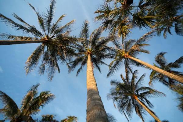 What Is RSPO?